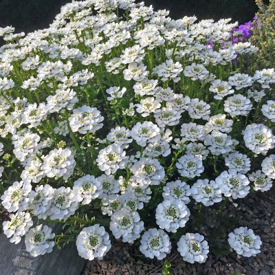 Iberis sempervirens