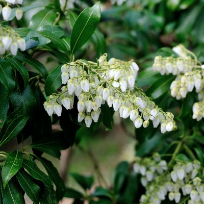 Pieris japonica (taiwanensis)