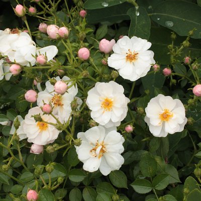 Rosa Snow Cover ®