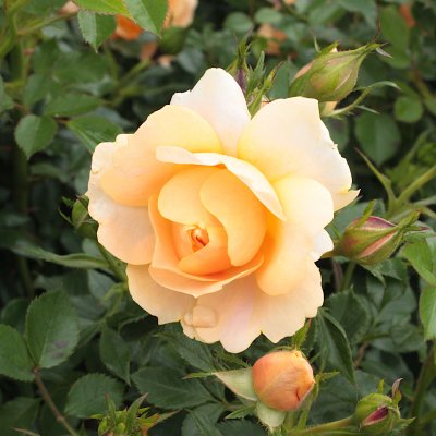 Rosa Amber Cover ®