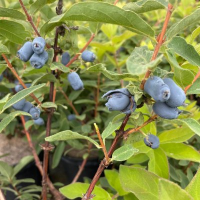 Lonicera caerulea var. kamtschatica Borealis ® (Myberry Sweet), Blåbärstry / Ryska Blåbär