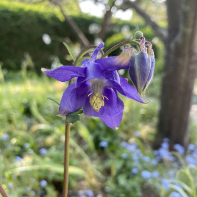 Aquilegia vulgaris