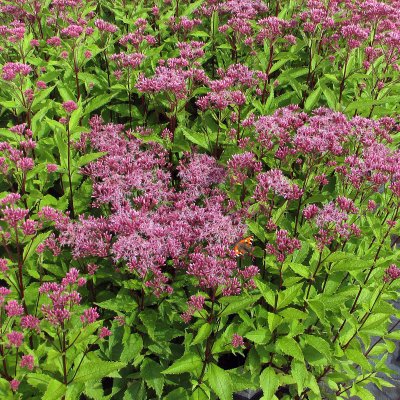 Eutrochium (Eupatorium) maculatum Purple Bush