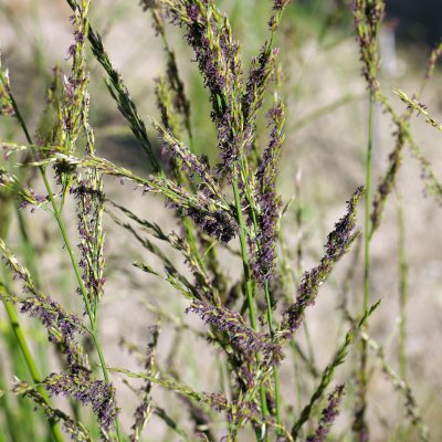 Molinia caerulea subsp. arundinacea Karl Foerster