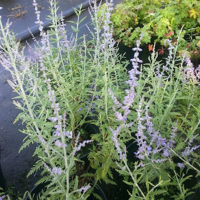 Perovskia atriplicifolia Lacey Blue ®