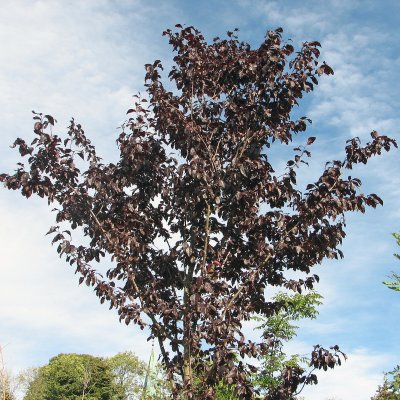 Prunus cerasifera Nigra