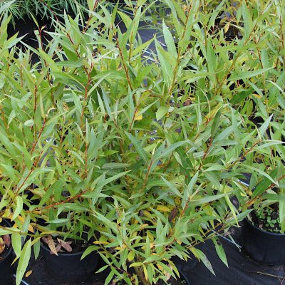 Salix fragalis Bullata
