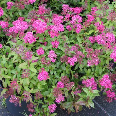 Spiraea japonica Dart´s Red