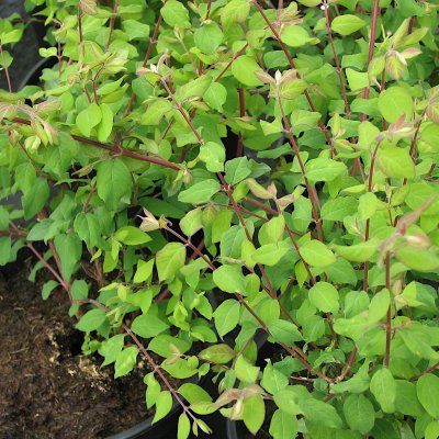 Symphoricarpos × chenaultii Hancock