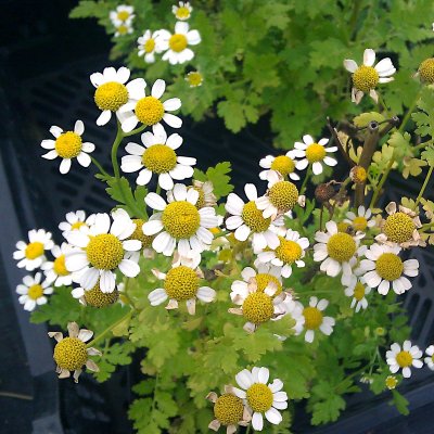 Tanacetum parthenium, Mattram
