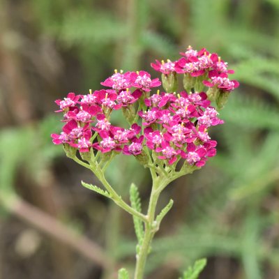 Achillea millefolium Cassis
