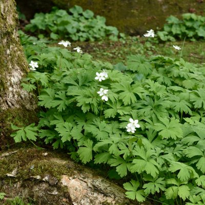 Anemone baicalensis