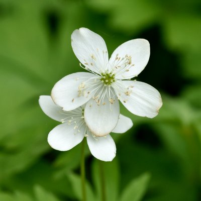 Anemone baicalensis