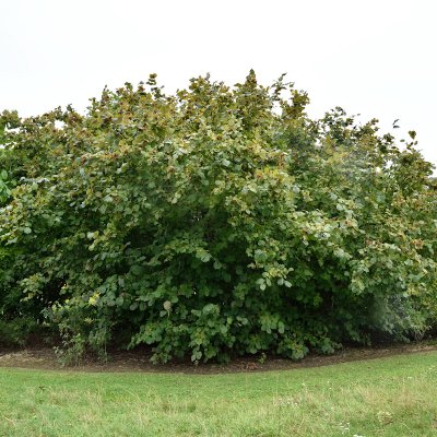 Corylus avellana Rote Zellernuss