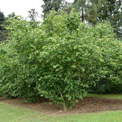 Corylus Webb´s Prize Cob, Hasselnöt
