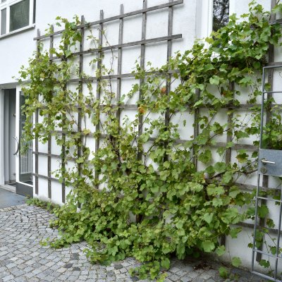 Vitis vinifera Glorie Boskoop