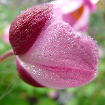 Anemone hupehensis Splendens
