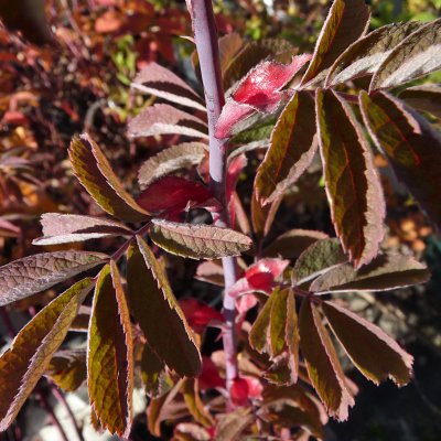 Rosa majalis foecundissima Balsgård Lövhult