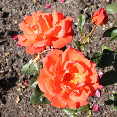Rosa tehybrid Alexander ®