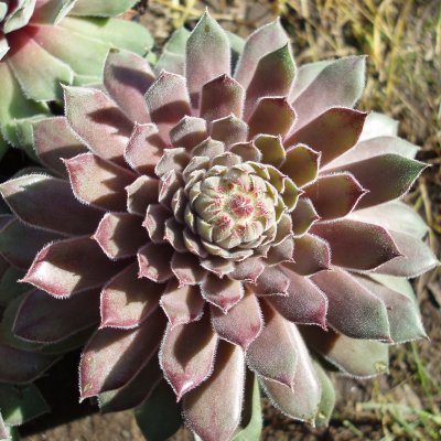 Sempervivum hybr. Neptune