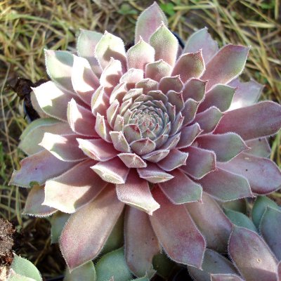 Sempervivum hybr. Neptune