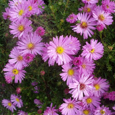 Symphyotrichum (Aster) novi-belgii Herbstgruss vom Bresserhof