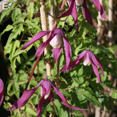 Clematis atragene Violet Purple E