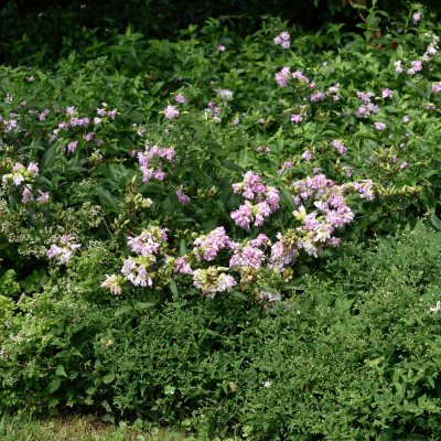 Saponaria officinalis Rosea Plena
