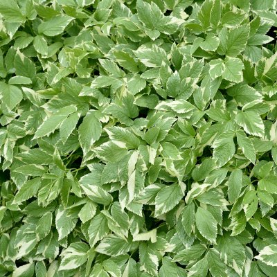 Aegopodium podagraria Variegatum