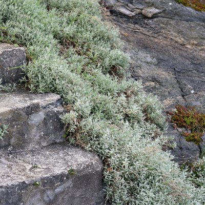 Cerastium tomentosum Silberteppich