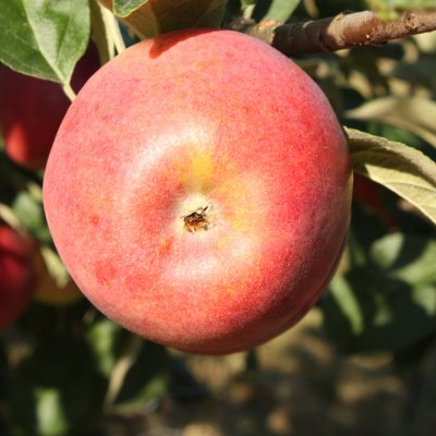 Malus domestica Sandra