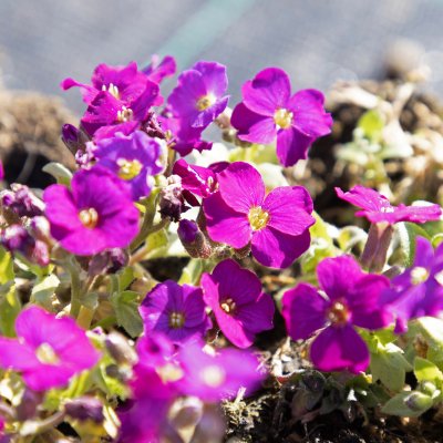 Aubrieta x cultorum Regado Red