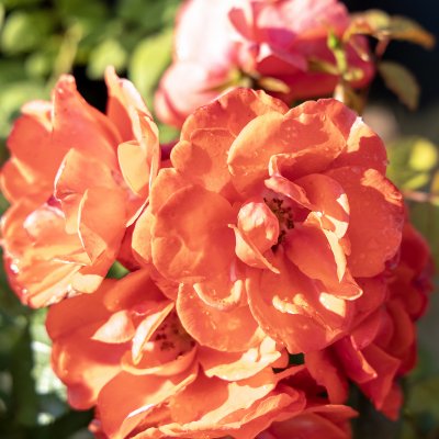 Rosa Feuerwerk ®