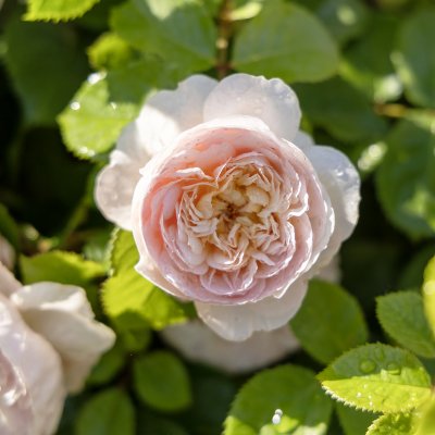 Rosa austin Emily Brontë ®
