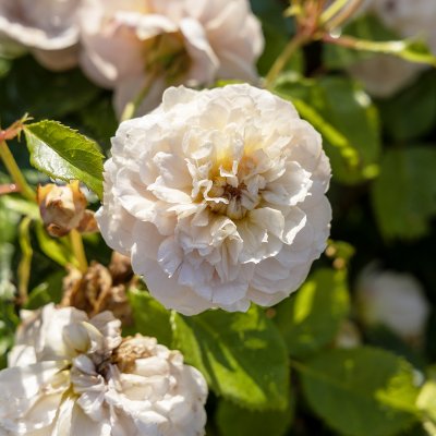 Rosa austin Emily Brontë ®