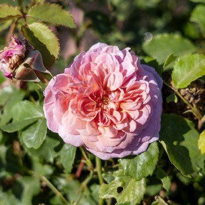 Rosa austin Princess Alexandra of Kent ™