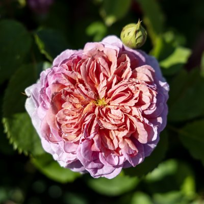 Rosa austin Princess Alexandra of Kent ™
