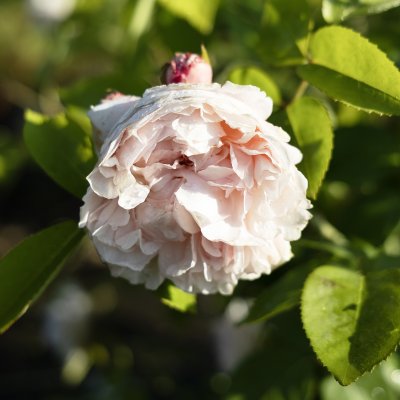 Rosa austin St Swithun ™