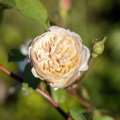 Rosa austin The Albrighton Rambler ®