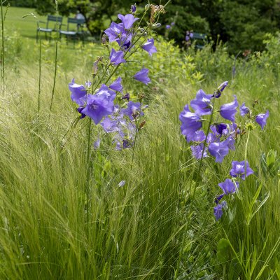 Campanula persicifolia