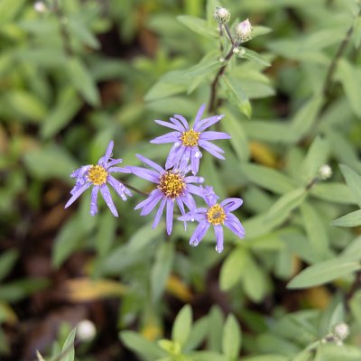 Eurybia (Aster) radula August Sky