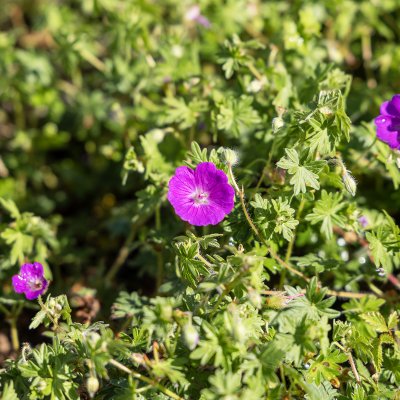 Geranium sanguineum Nanum