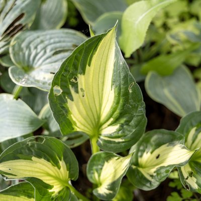 Hosta hybr. Color Festival