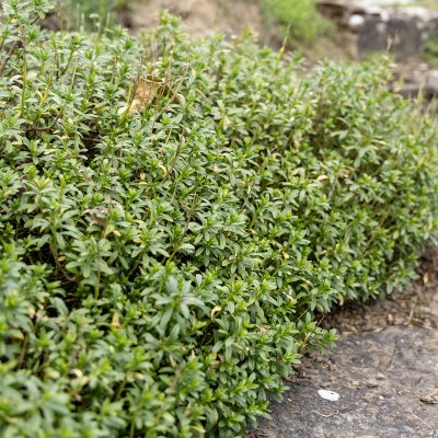 Iberis sempervirens Schneeflocke (Snowflake)