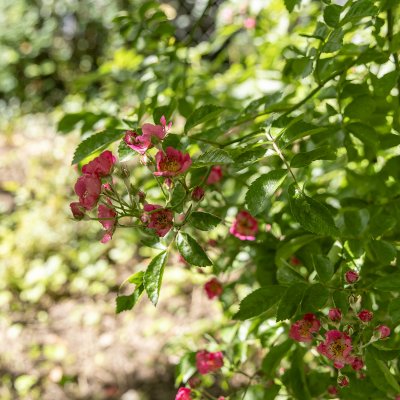 Rosa nitida