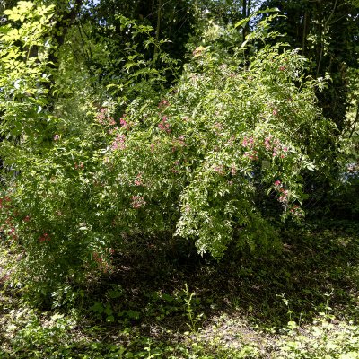 Rosa nitida