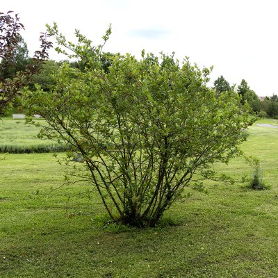 Aronia prunifolia Nero