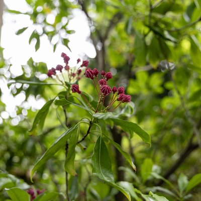 Kalmia latifolia Kaleidoskop