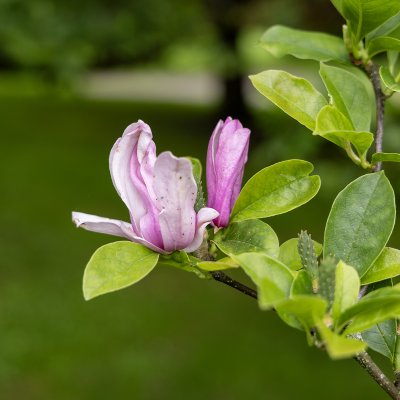 Magnolia liliiflora George Henry Kern