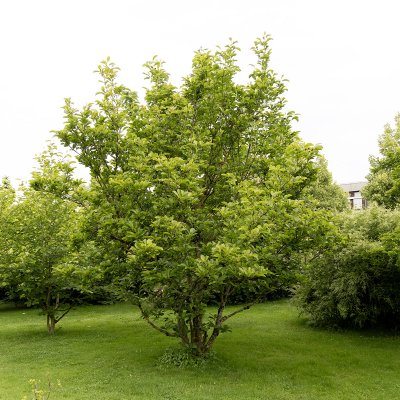 Magnolia x soulangeana Alba Superba